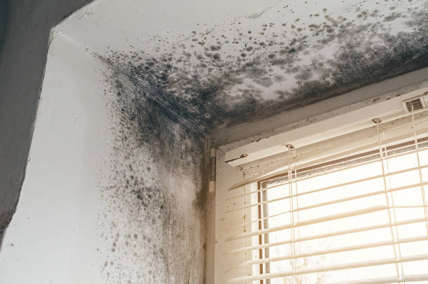 Affordable Mold Remediation solutions in Yorktown, TX