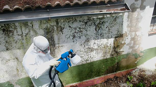 Top rated local Mold Remediation specialists in Yorktown, TX